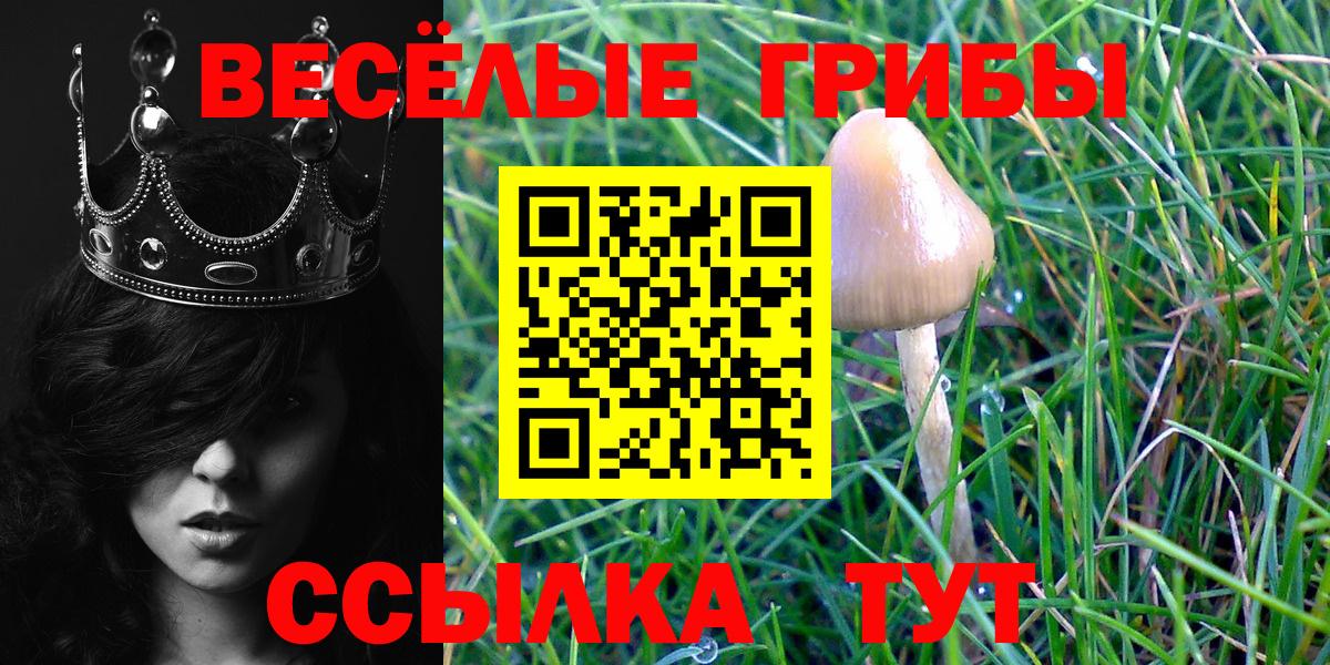 Галлюциногенные грибы Psilocybe Белебей